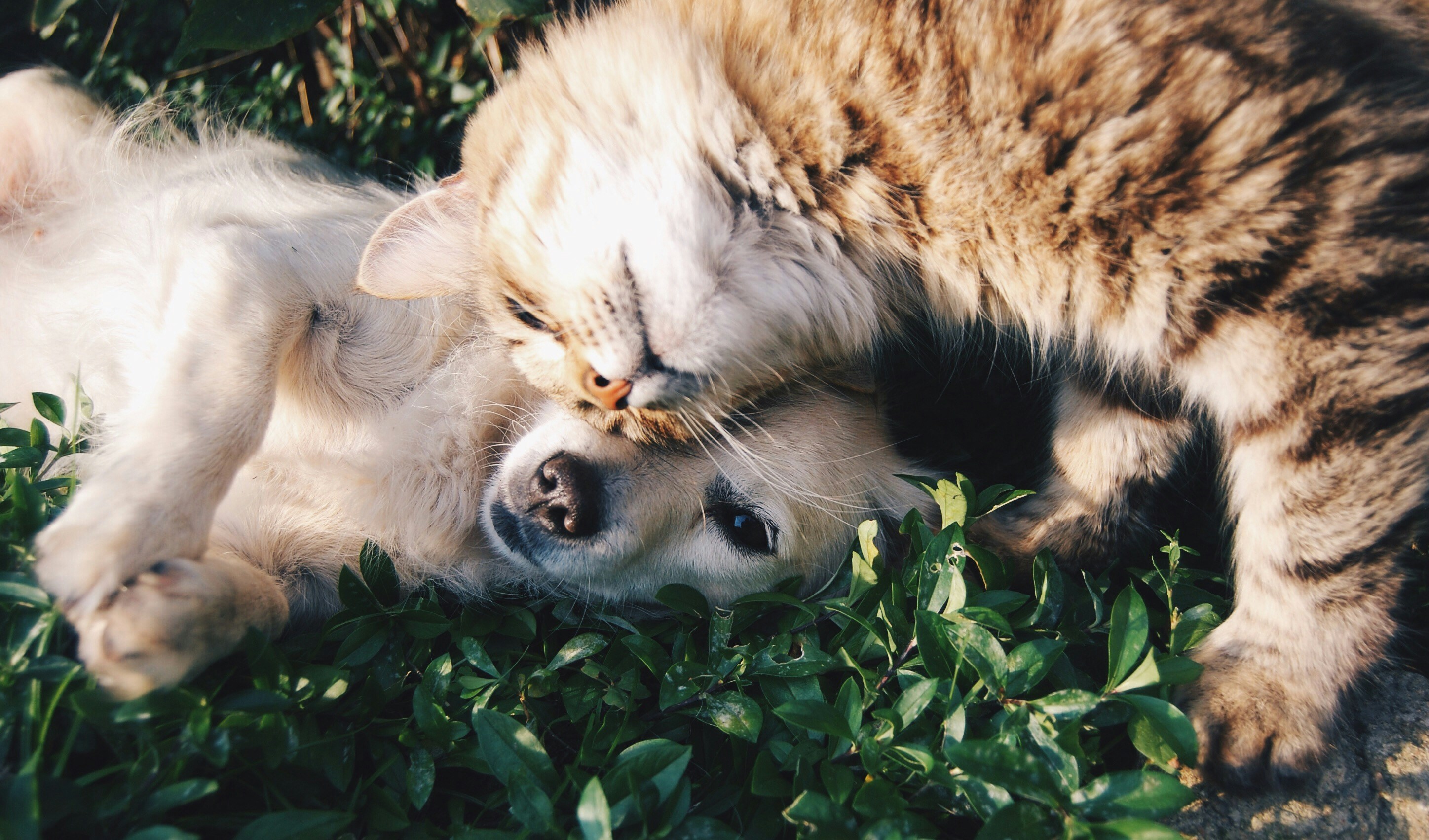 Codes à barres pour animaux de compagnie.jpg